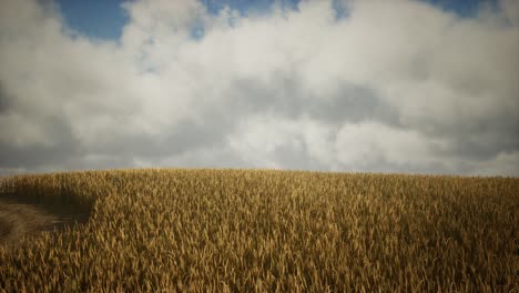 dark stormy clouds over wheat field