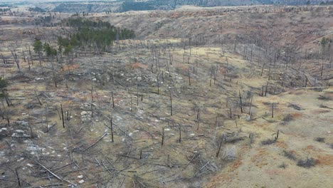 aerial view of a burnt forest landscape