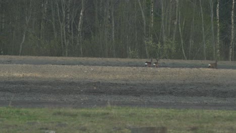 group of european roe deer running over the farmers field in the evening, medium shot from the distance