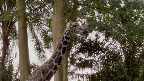 Endangered-rothschild's-giraffe,-giraffa-camelopardalis-rothschildi-eating-and-chewing-food-against-tropical-foliages-and-shimmering-golden-sunlight-blur-background,-Singapore-zoo,-handheld-motion