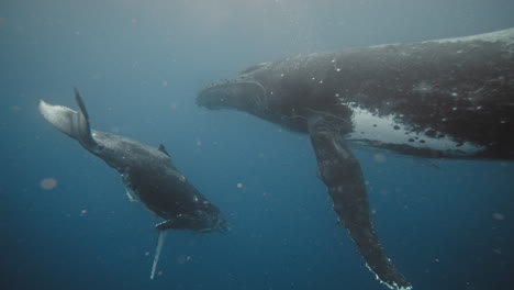 Buckelwalbaby-Schwimmt-Im-Kristallklaren-Blauen-Wasser-Von-Vava&#39;u,-Tonga,-Auf-Seine-Mutter-Zu