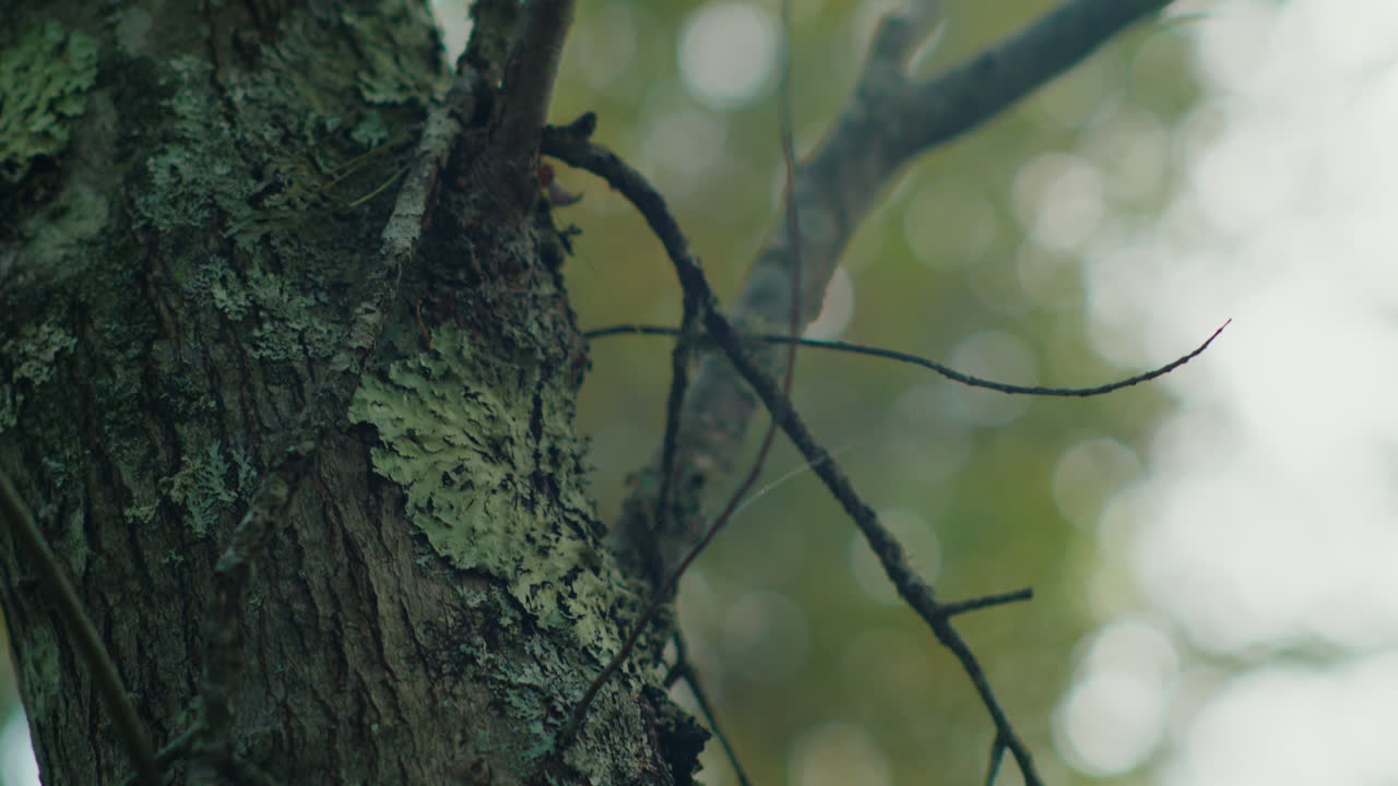 A stunning close-up of a moss-covered tree, with bright sunlight filtering through the branches, creating a beautiful lens flare. The camera slowly moves around.