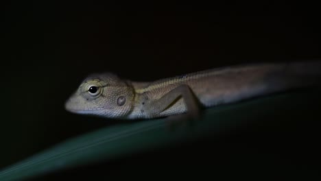 The-Oriental-Garden-Lizard-is-also-called-the-Eastern-Garden-Lizard,-Bloodsucker-and-Changeable-Lizard