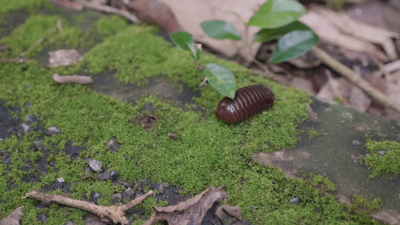 un enorme insecto de píldora cruzando un camino de musgo