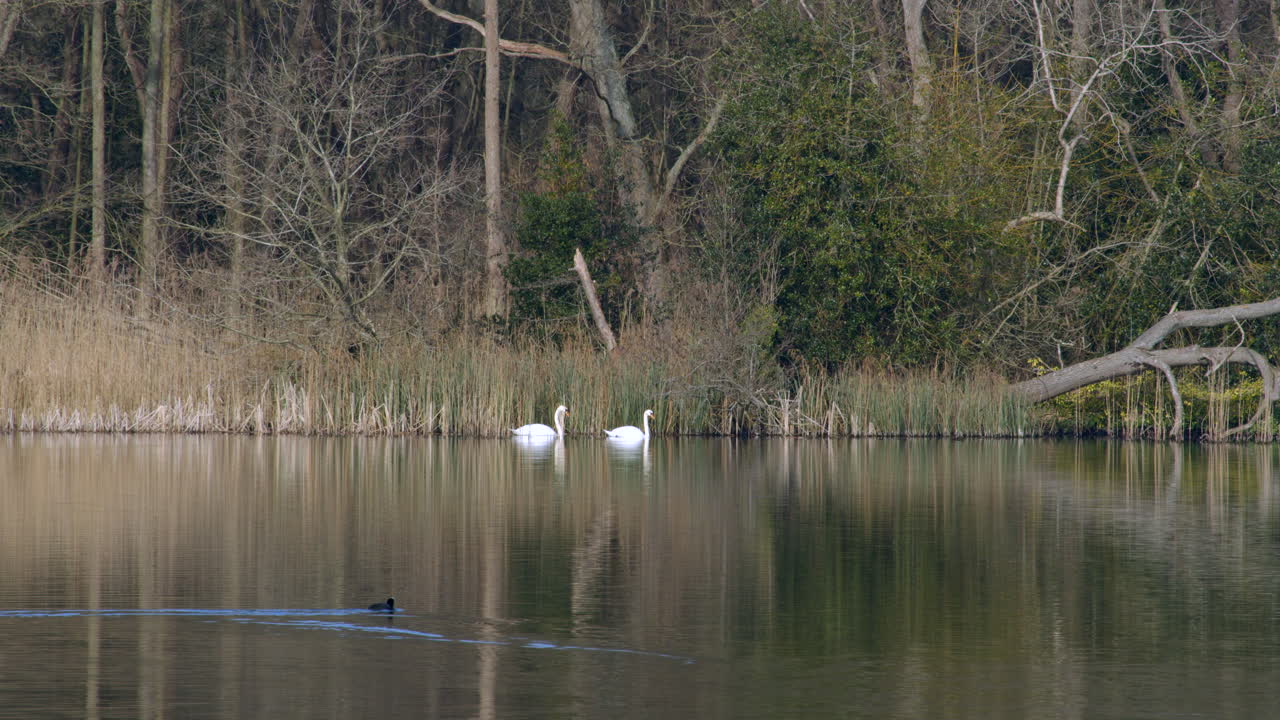 Long shot a pair of white Swans on Ormesby little broad