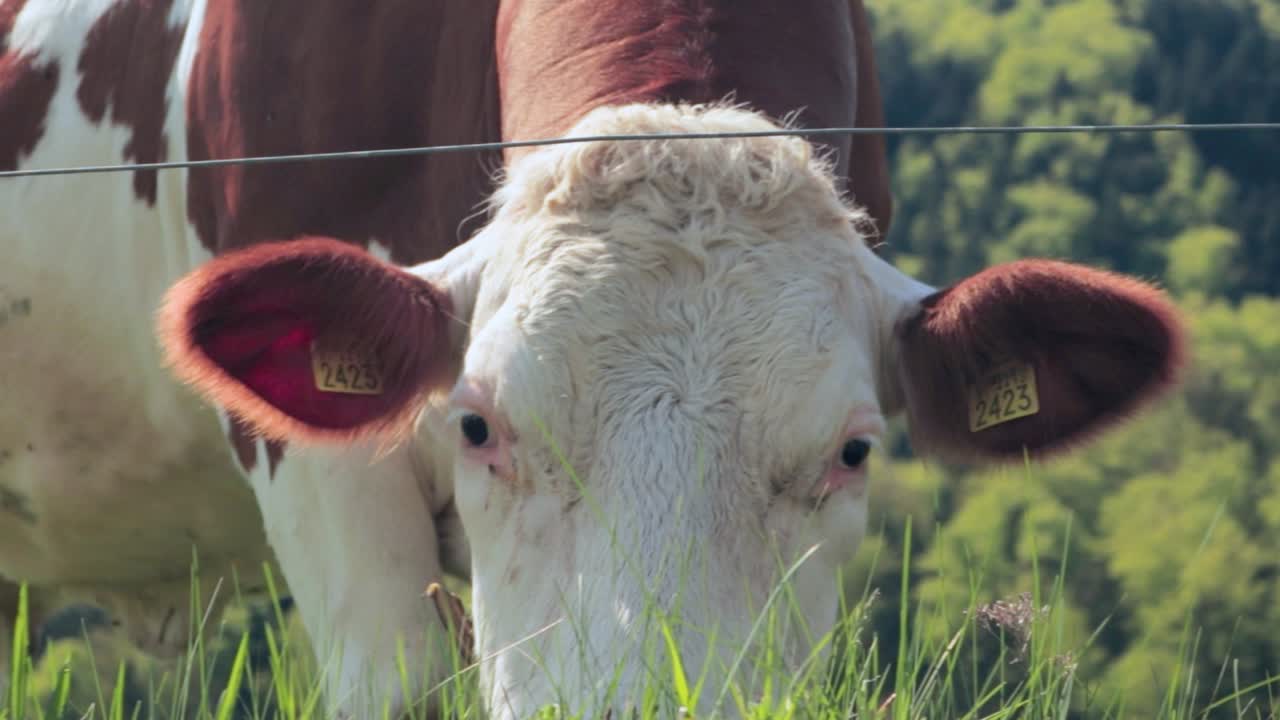 Bovini al pascolo sull'erba, primo piano del viso che segue la telecamera.