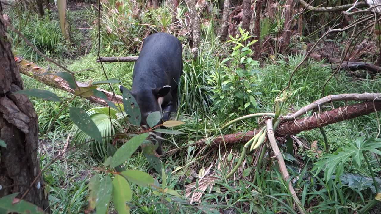 테이퍼는 숲의 초목을 씹는다 2