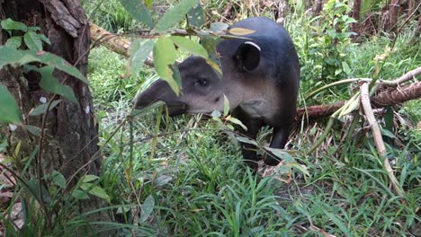 Ein-Tapir-Kaut-Auf-Vegetation-Im-Wald-2