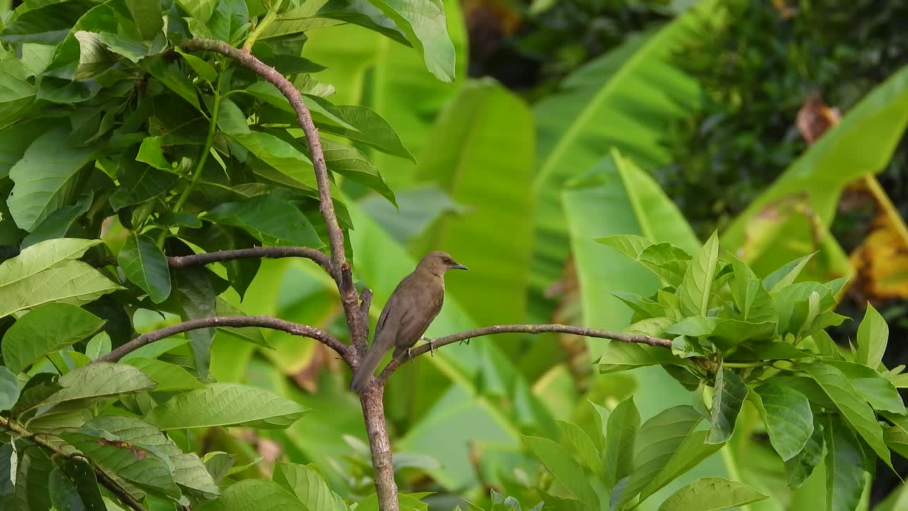 Clay-colored thrush perches alert on twig amid lush green rainforest