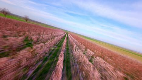 dron fpv sobre los árboles de albaricoque en flor en los campos