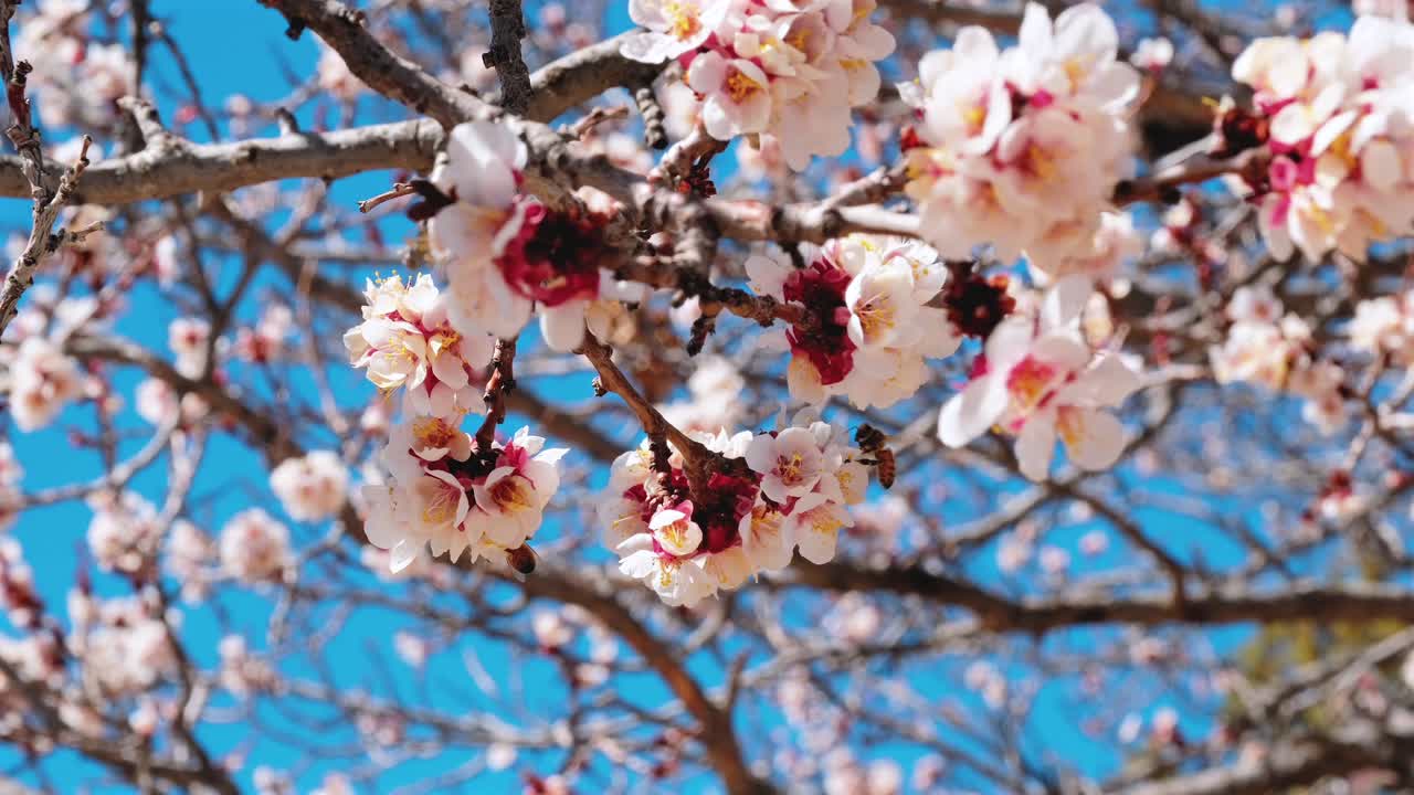 Sfondo zen naturale pacifico in slow motion con morbidi fiori primaverili e api, che offre un'atmosfera calmante e serena per il benessere, la meditazione e il branding di spa con illuminazione naturale.