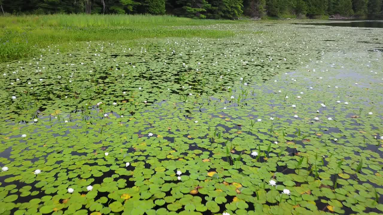 Sorvolo con drone UHD di ninfee su un lago in Ontario, Canada.