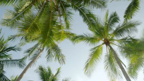 view of coconut palm trees against sky near beach on the tropical island