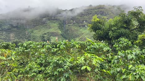 coffee bush plants in misty colombian tropical green valley