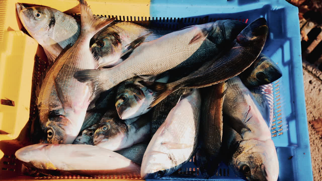 Freshly caught fish displayed in colorful plastic crates at a local market