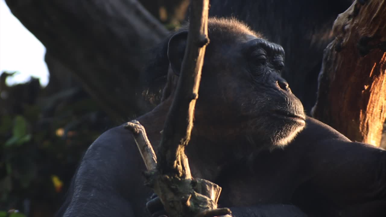 chimpancé bostezando en un árbol, día cálido y soleado, naturaleza y selva, rojo 4k