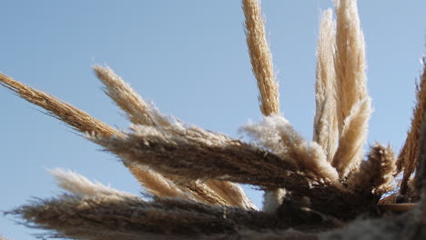 Pampas-Grass-Boho-hipster-Elopment-Arch-in-empty-field---close-up-push-in-shot