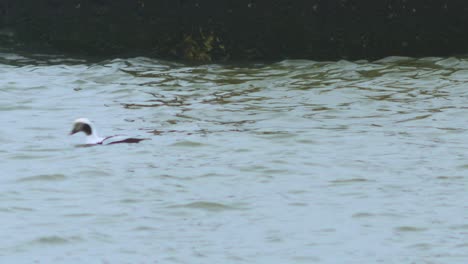 Male-Long-tailed-duck-swimming-in-water-and-looking-for-food,-overcast-day,-distant-medium-shot