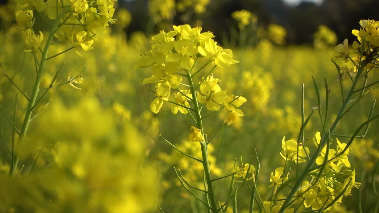 cerrar la vista en cámara lenta de la flor de colza contra el campo
