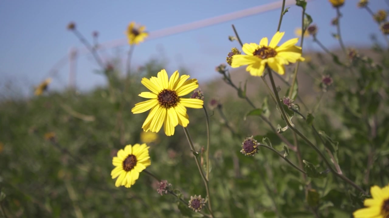 Rudbeckia hirta che ondeggia al vento