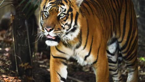 a tiger walking through its enclosure