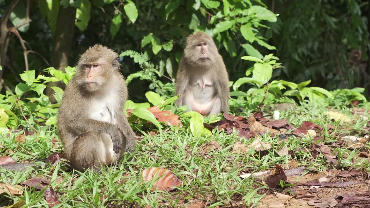 dos monos macacos hembras salvajes se sientan en el borde de la jungla en koh chang, tailandia