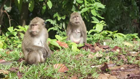 due scimmie macaco femmine selvatiche si siedono sul bordo della giungla a koh chang, in thailandia