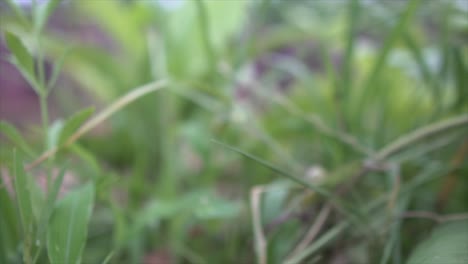 the camera gracefully moves backward, revealing a serene scene of leaves and grass