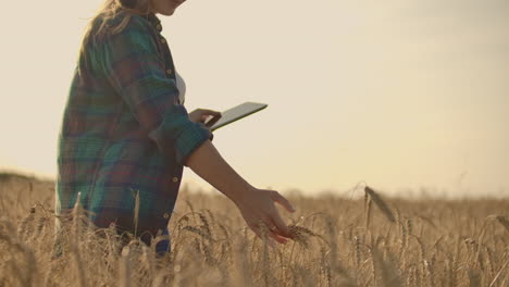 una mujer agricultora con una tableta. agricultura inteligente y agricultura digital.