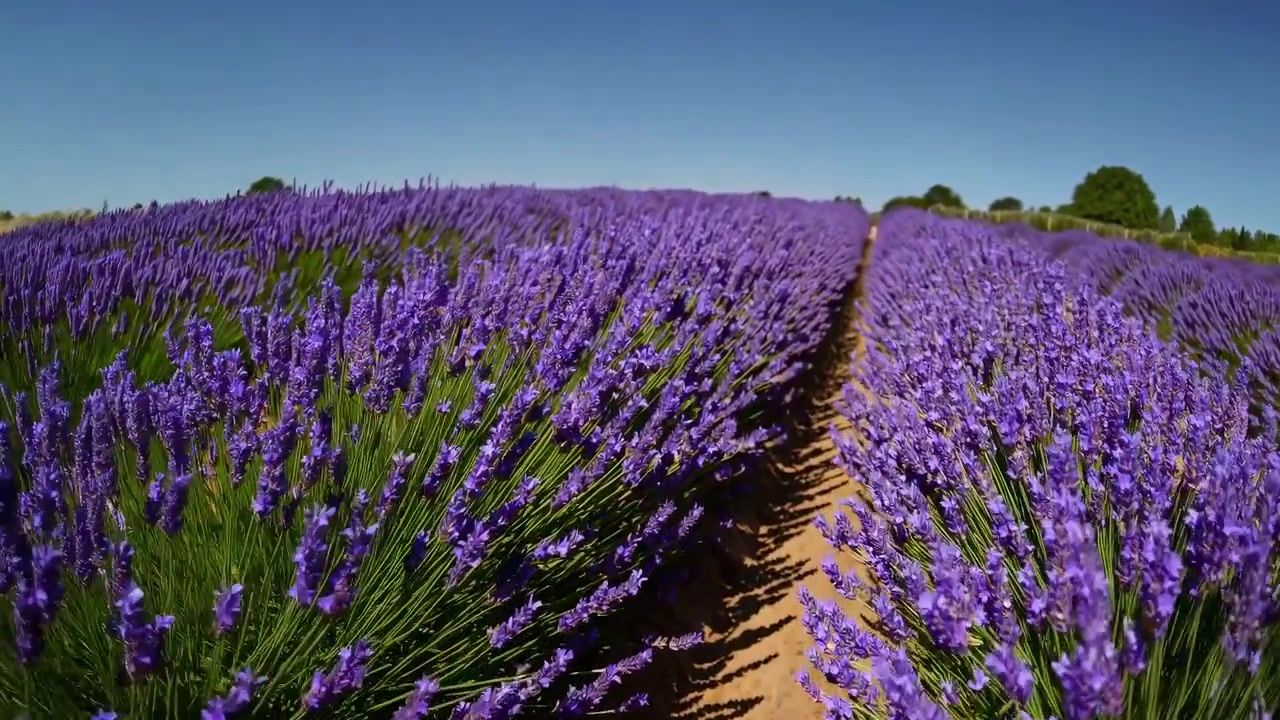 File di fiori di lavanda viola che ondeggiano dolcemente in un campo