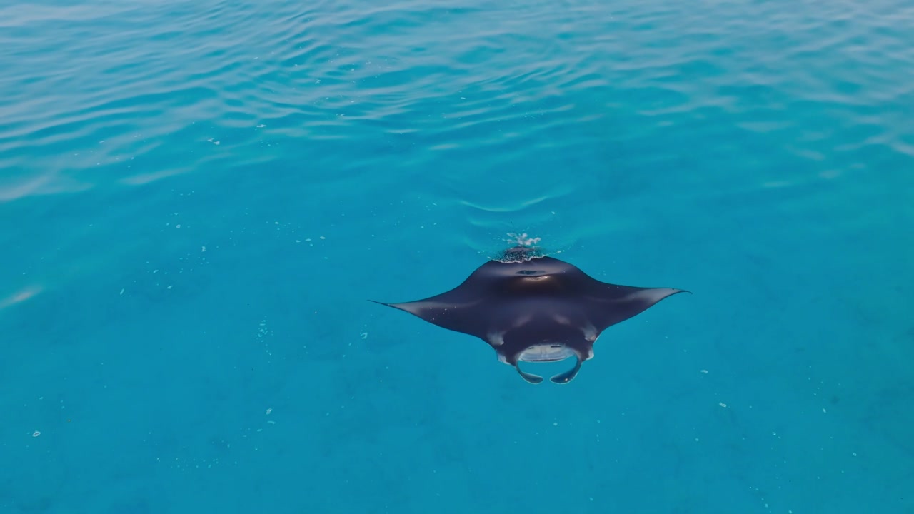 Aerial footage of manta rays in turquoise waters near Vashafaru, Maldives. Groups and single mantas gliding over reefs. Perfect for nature, travel, and wildlife stock projects.
