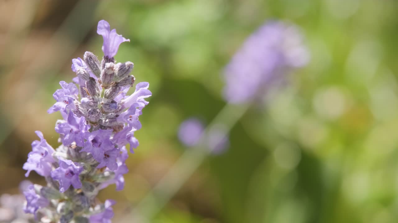 macro disparo de flores de lavanda aromáticas lila, iluminadas por la luz solar