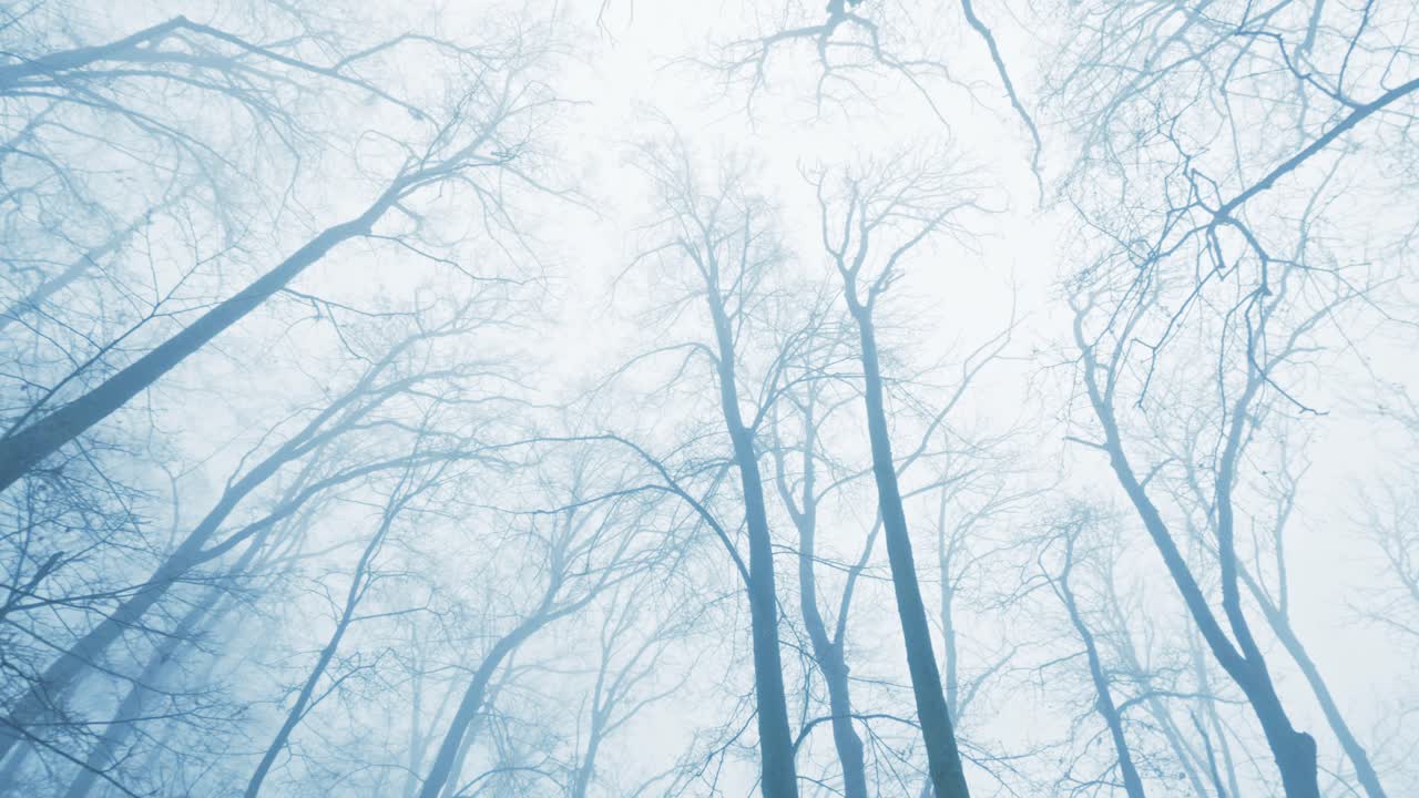 雪をまとった高い木々を見上げながら冬の森を歩く、ドラマチックなローアングルのPOVショット。霧と澄み切った白い空が織りなす、幻想的な冬の風景。