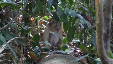 los macacos de cola de cerdo son pequeños primates marrones nativos del sudeste asiático.