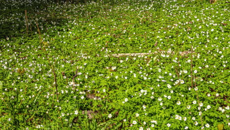 un campo de flores sobre el cual las sombras de las nubes pasan en un lapso de tiempo