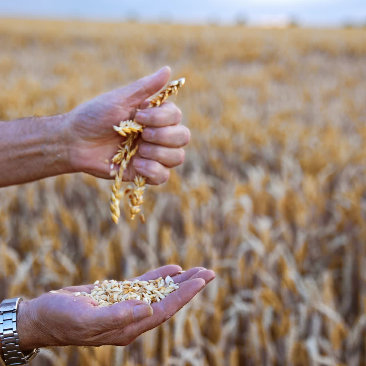 Hands of old farmer rubbing the ripe spikelets of wheat. Dry grain fall on the palm of man. Blurred field at backdrop
