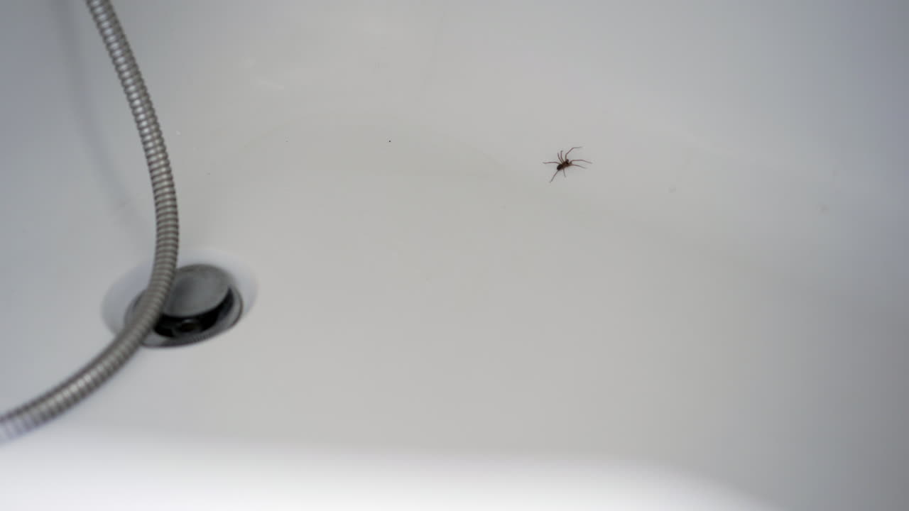 araña en baño blanco cerca del agujero del tapón