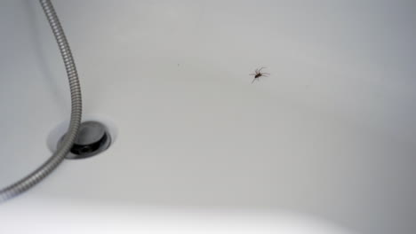 Spider-in-white-bath-near-plug-hole