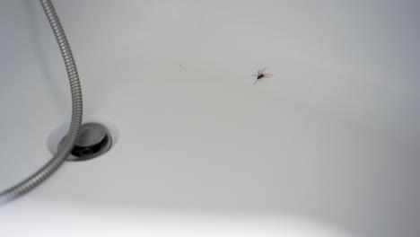 Araña-En-Baño-Blanco-Cerca-Del-Agujero-Del-Tapón