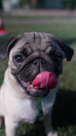 cute pug puppy in a park