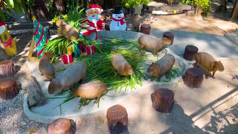 las capíbaras se reúnen alrededor de decoraciones festivas