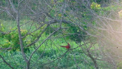 red cardinal bird tropical colorful perch green leaves tree mexico jungle oaxaca