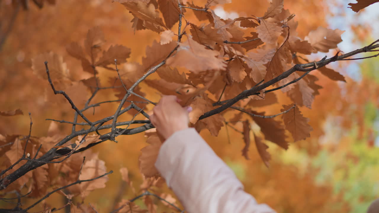 back view of woman in pastel jacket, mint hat, and scarf reaching toward branch filled with orange autumn leaves, admiring texture and color while surrounded by fall foliage in serene forest setting