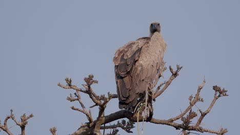 lone vulture standing on the tree branch in uganda. - closeup shot