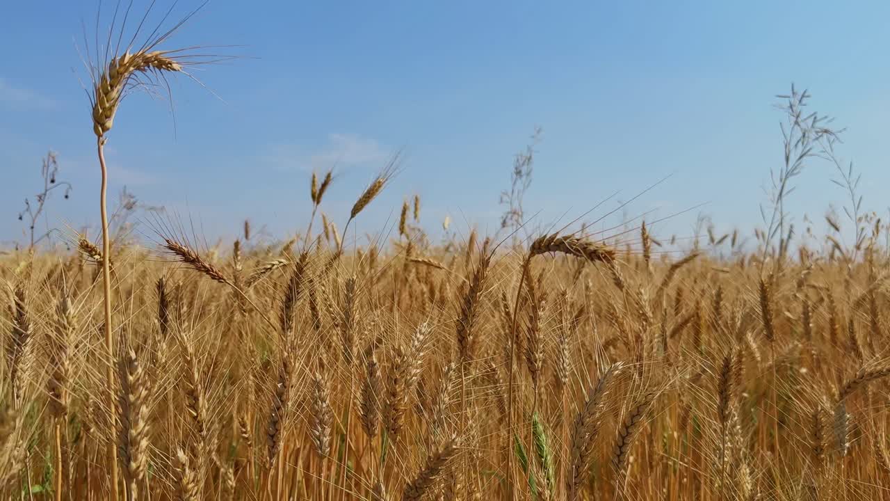 Plan fixe d'un champ de blé doré et mûr ondulant doucement au vent sous un ciel bleu clair, avec des épis texturés et des tons chauds, capturant la saison des récoltes et le mouvement naturel