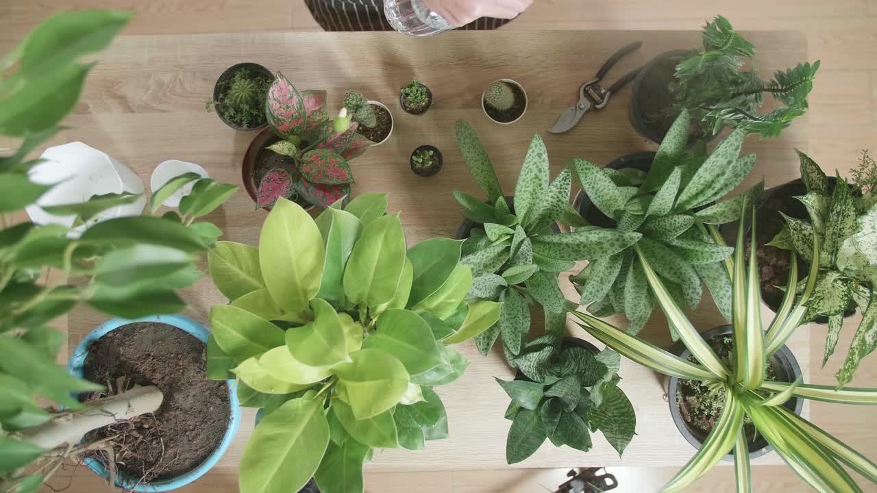 나무 테이블 에 있는 집 식물 에 물 을 주고 있는 여자