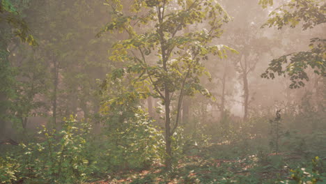 Forest-of-Trees-illuminated-by-sunbeams-through-fog