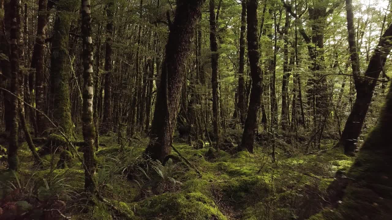 A flight through Mossy trees at Fiordland National Park. Untouched nature can be seen everywhere.