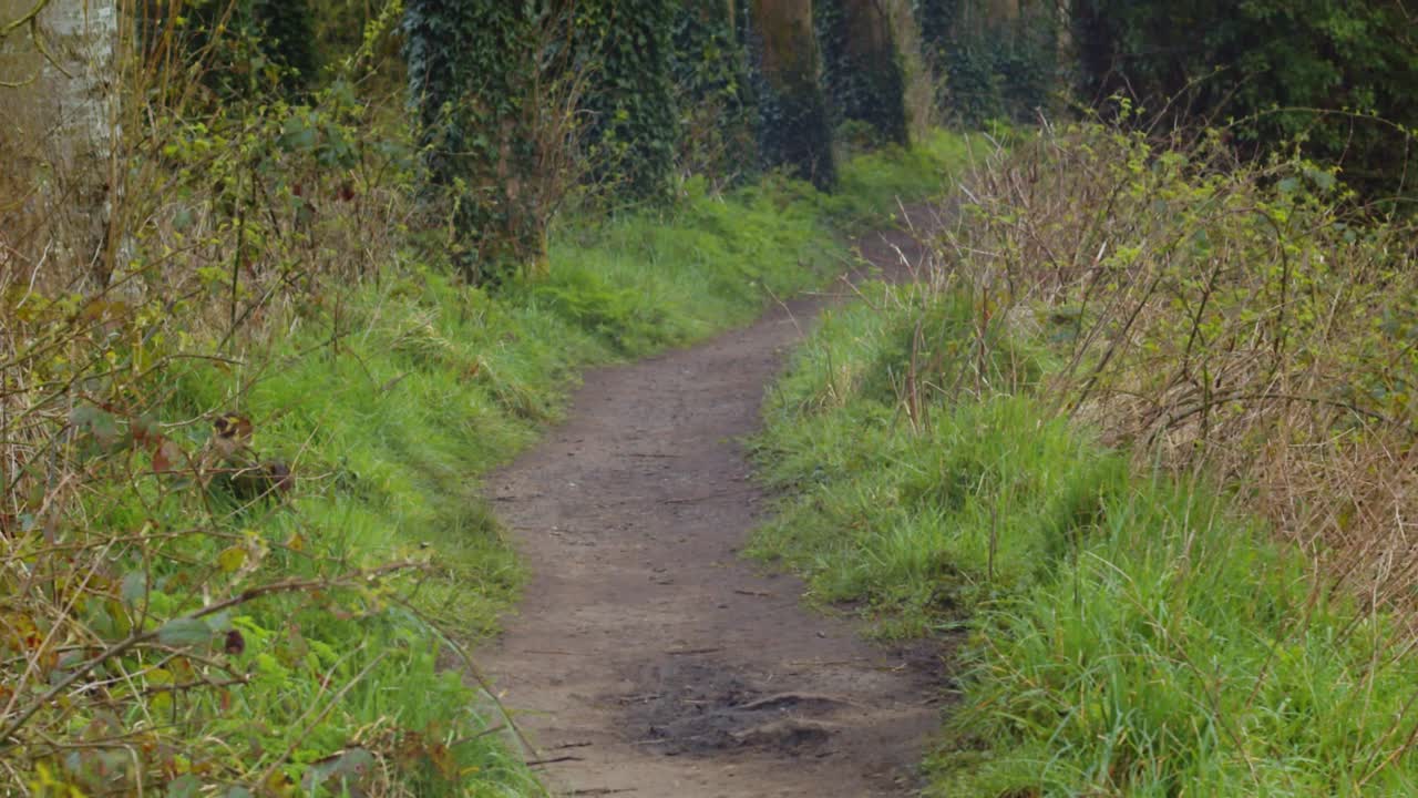 아일랜드의 봄 아침의 숲길