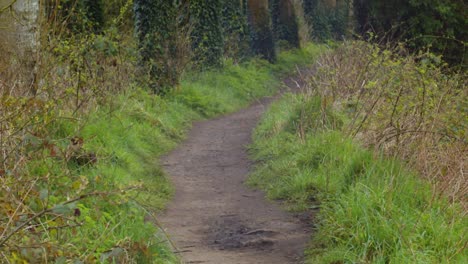 un camino del bosque en una mañana de primavera en irlanda
